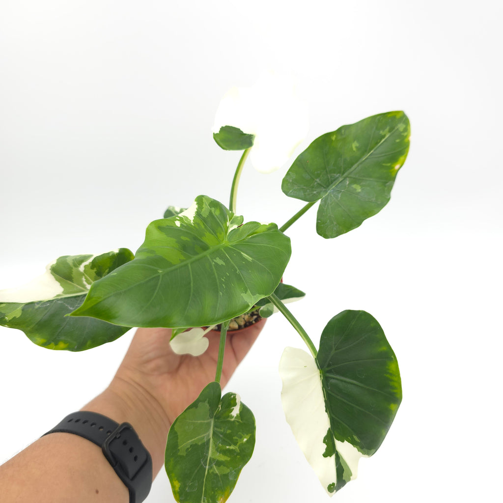 Alocasia Okinawa Silver