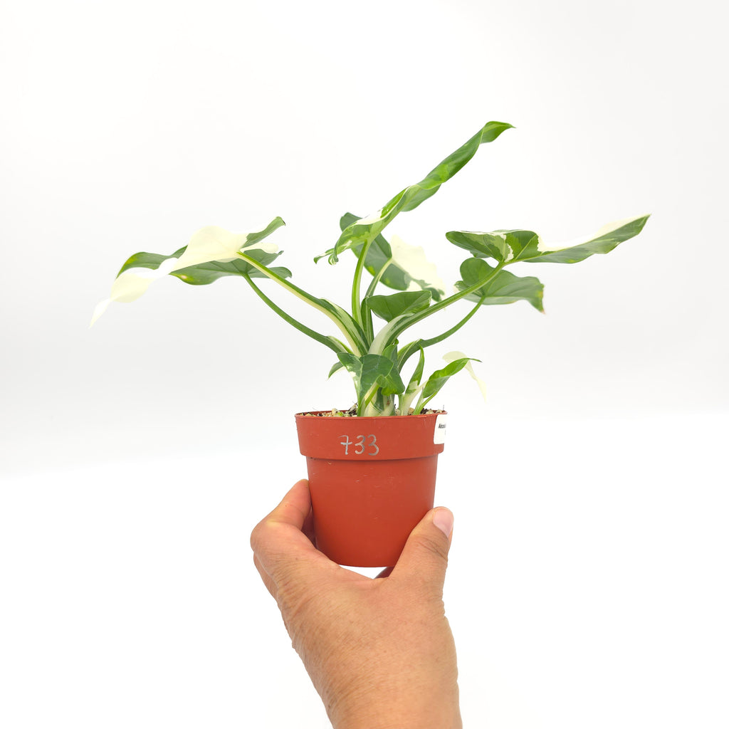 Alocasia Okinawa Silver