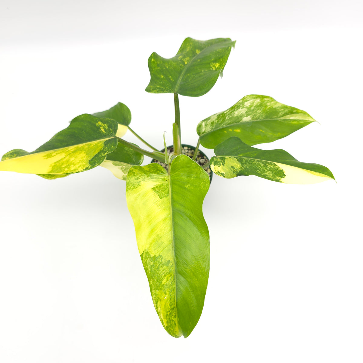 Philodendron domesticum variegata 869