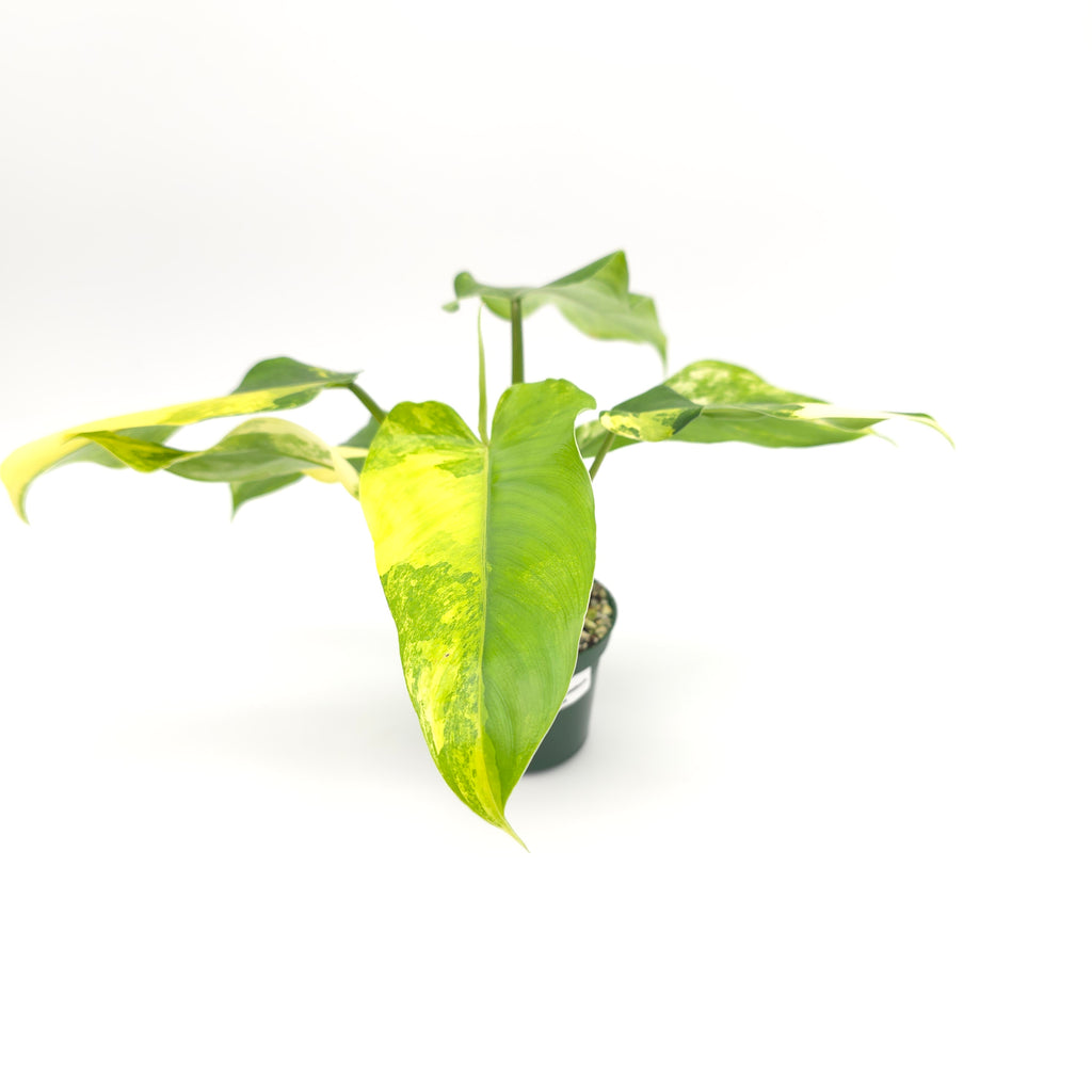 Philodendron domesticum variegata 869