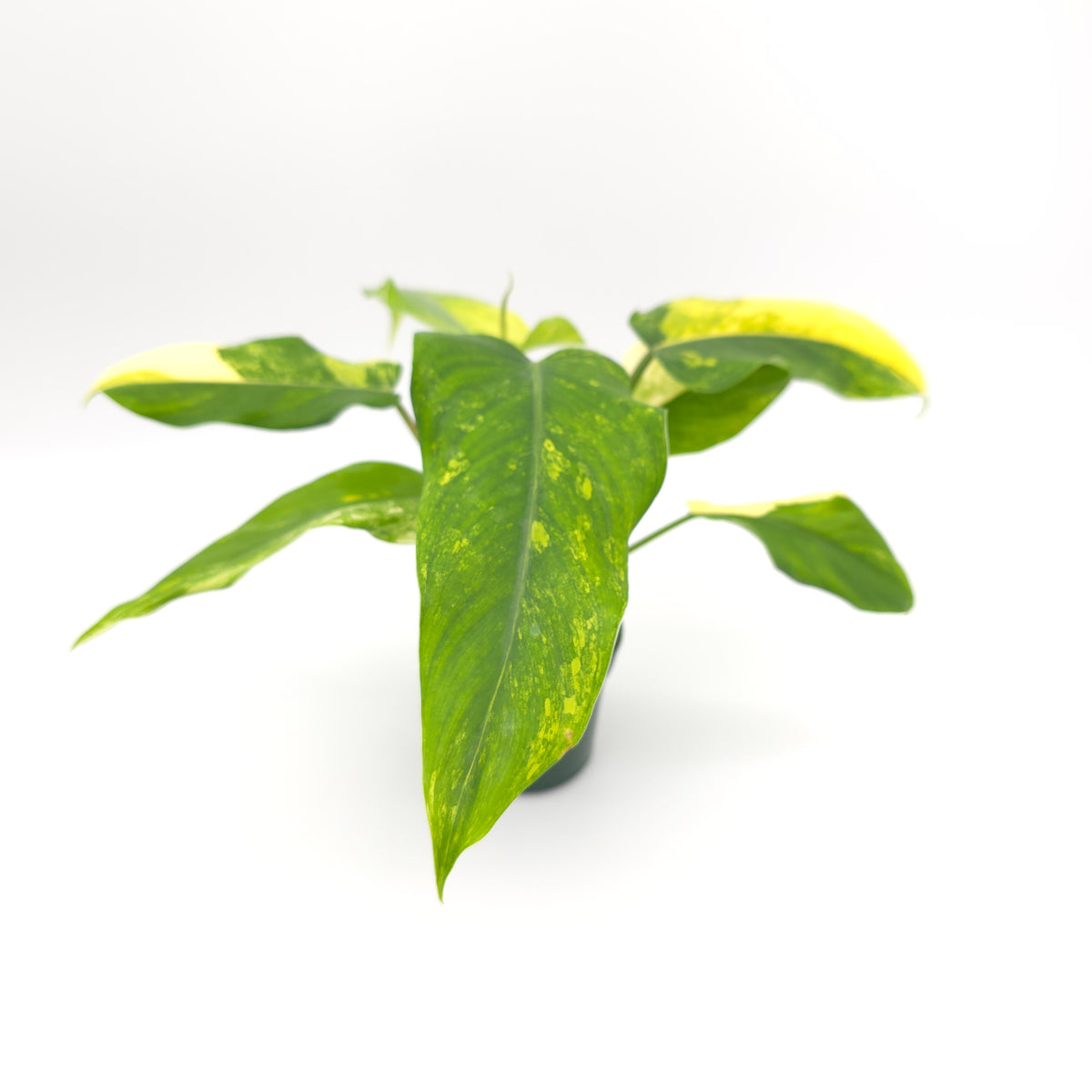 Philodendron domesticum variegata 869