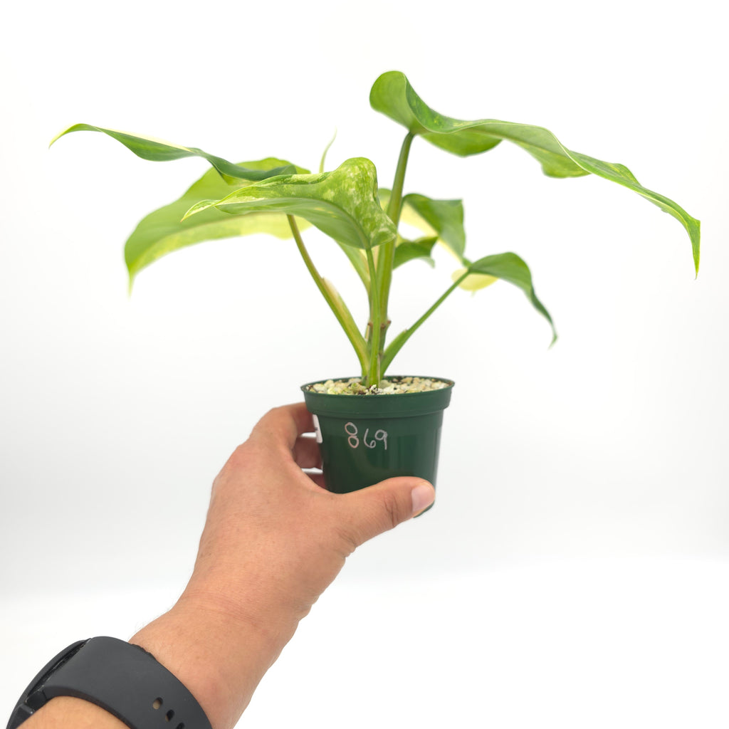 Philodendron domesticum variegata 869