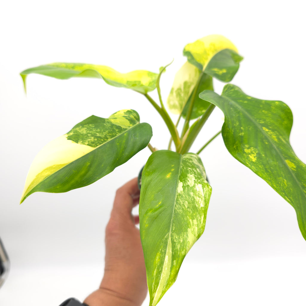 Philodendron domesticum variegata 869