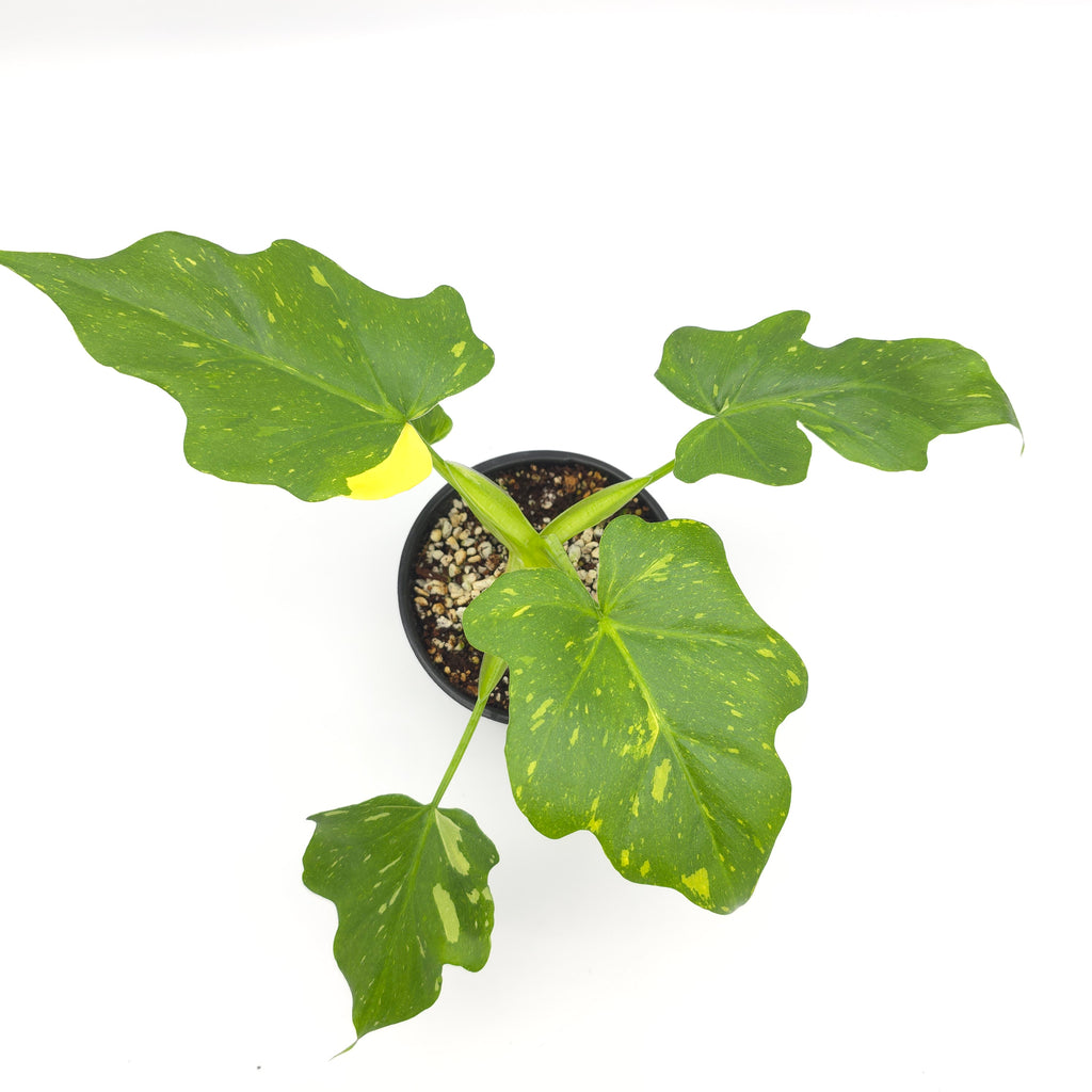 Philodendron warscewiczii tricolor variegated 493