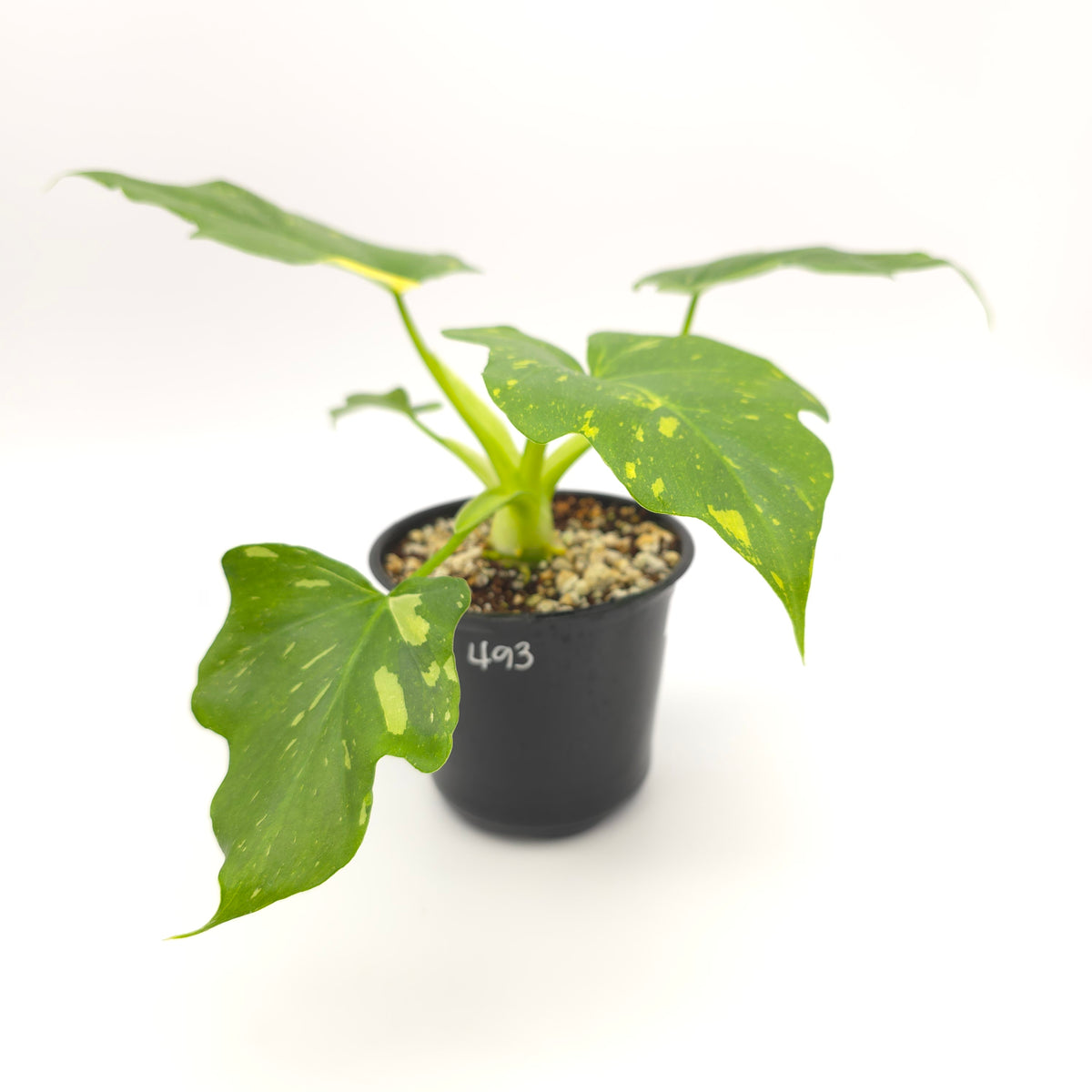 Philodendron warscewiczii tricolor variegated 493