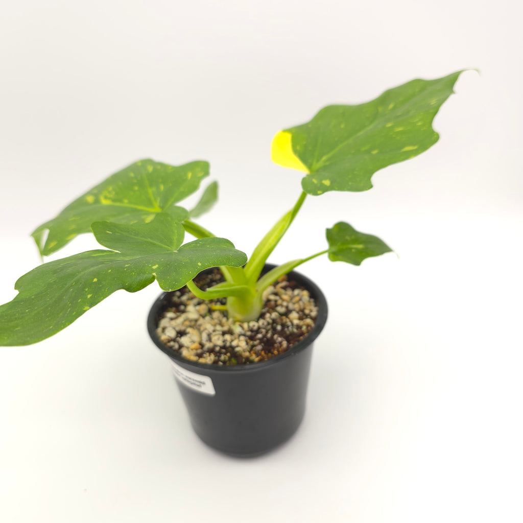Philodendron warscewiczii tricolor variegated 493