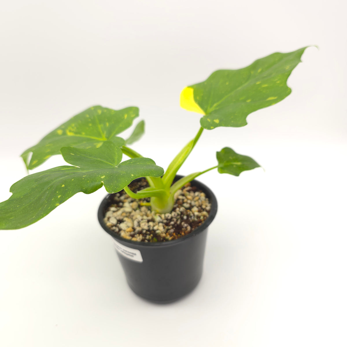 Philodendron warscewiczii tricolor variegated 493