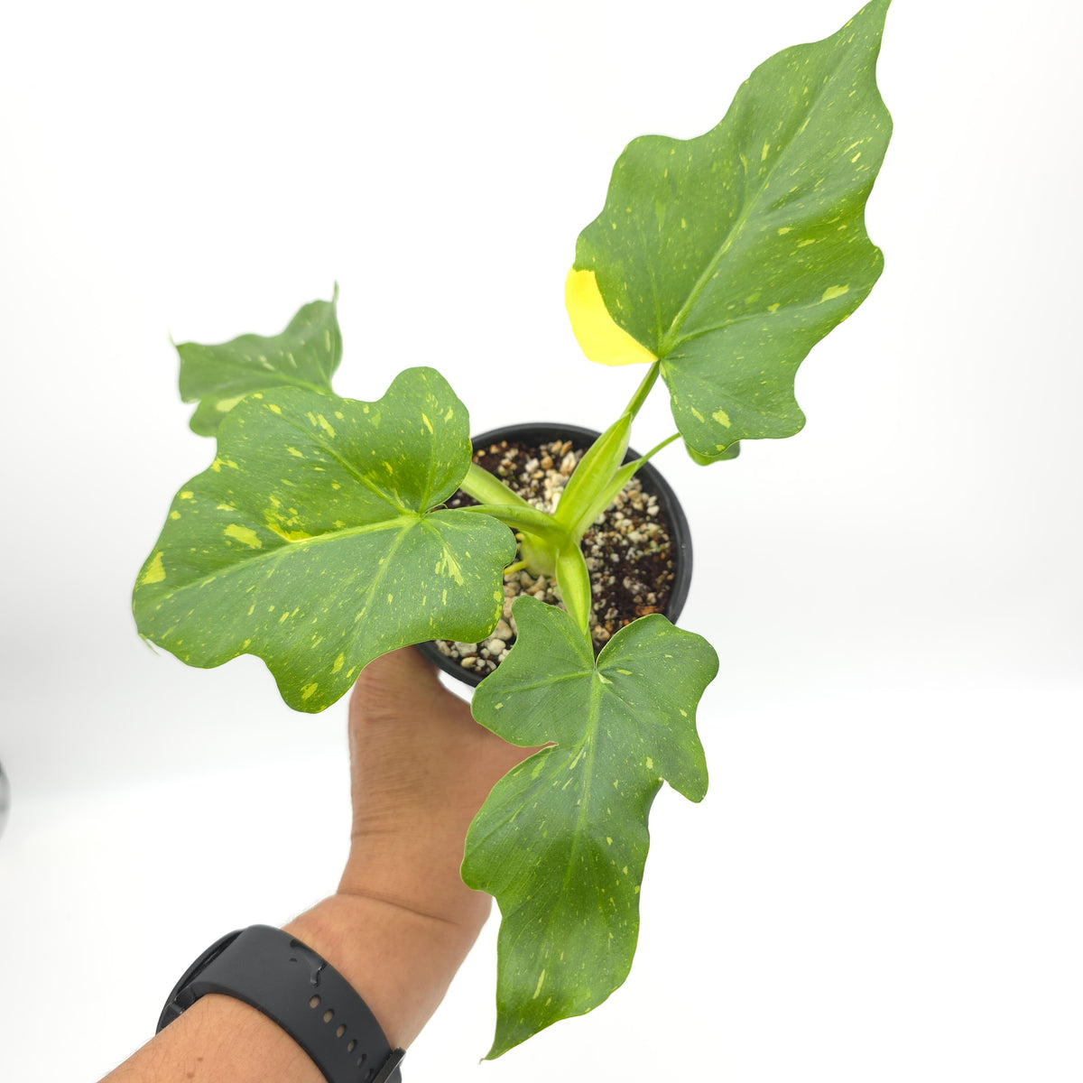 Philodendron warscewiczii tricolor variegated 493