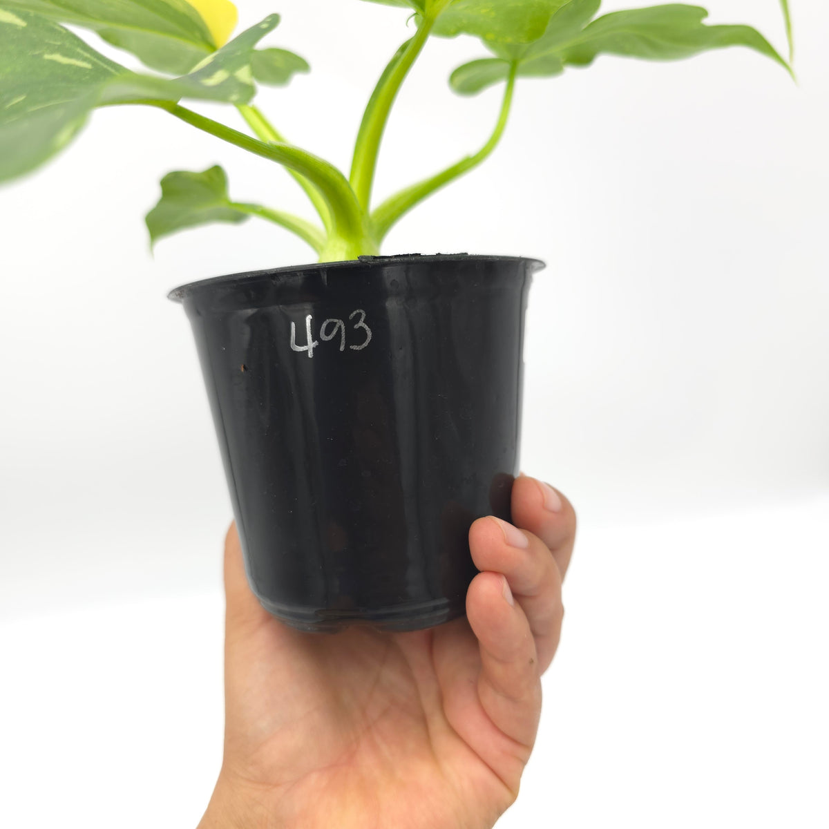 Philodendron warscewiczii tricolor variegated 493