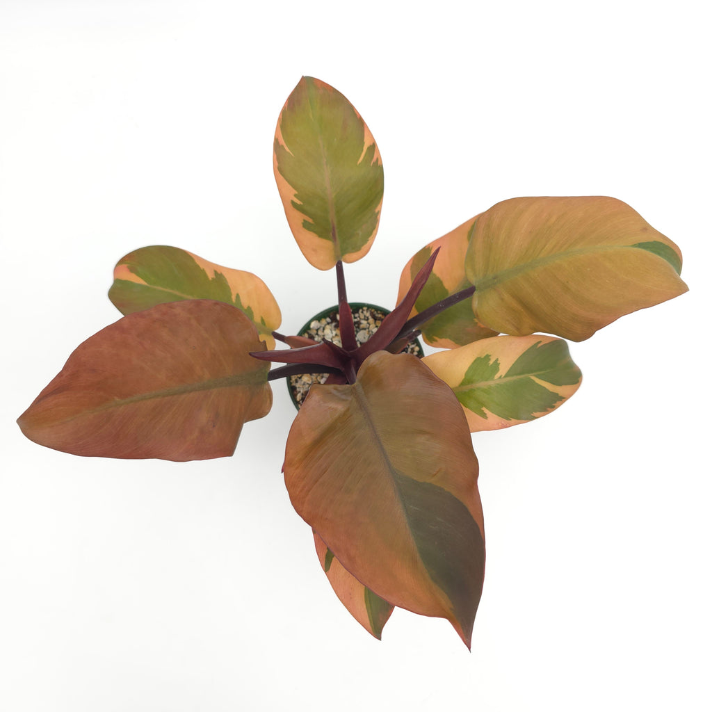 Philodendron Black Cardinal 391