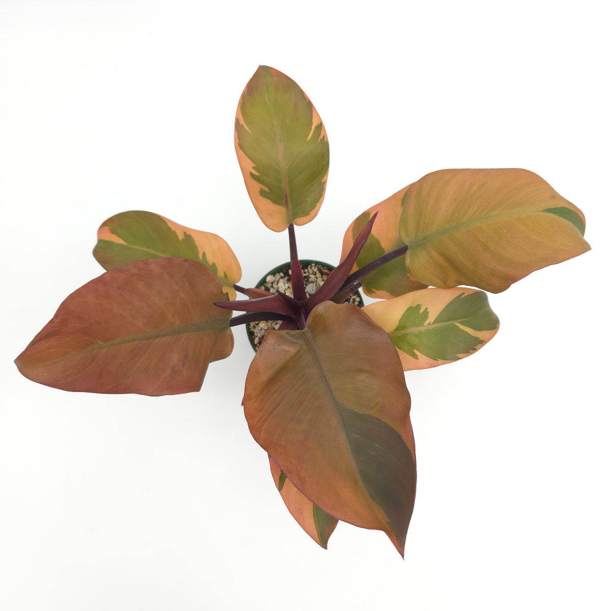Philodendron Black Cardinal 391