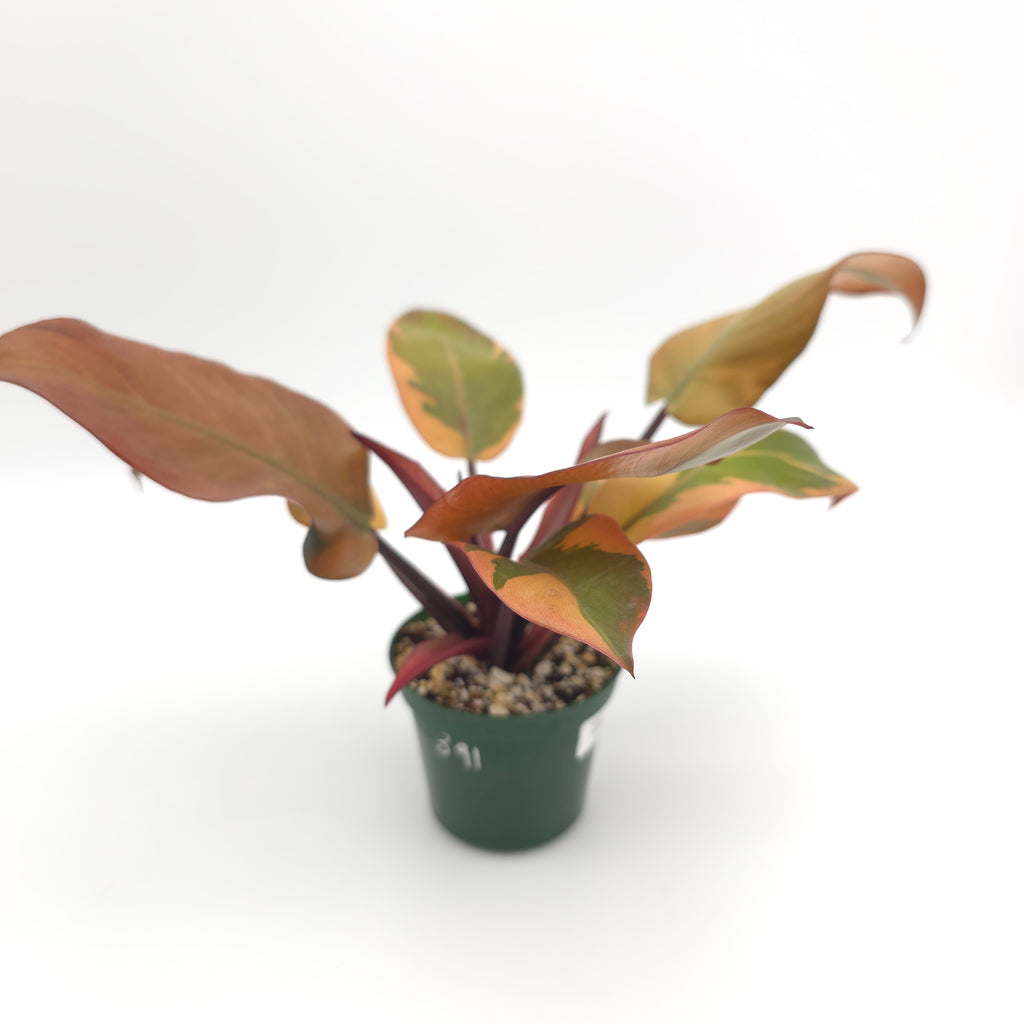 Philodendron Black Cardinal 391