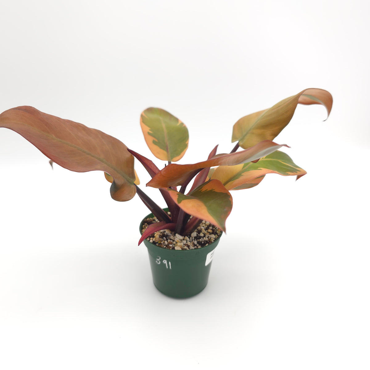 Philodendron Black Cardinal 391