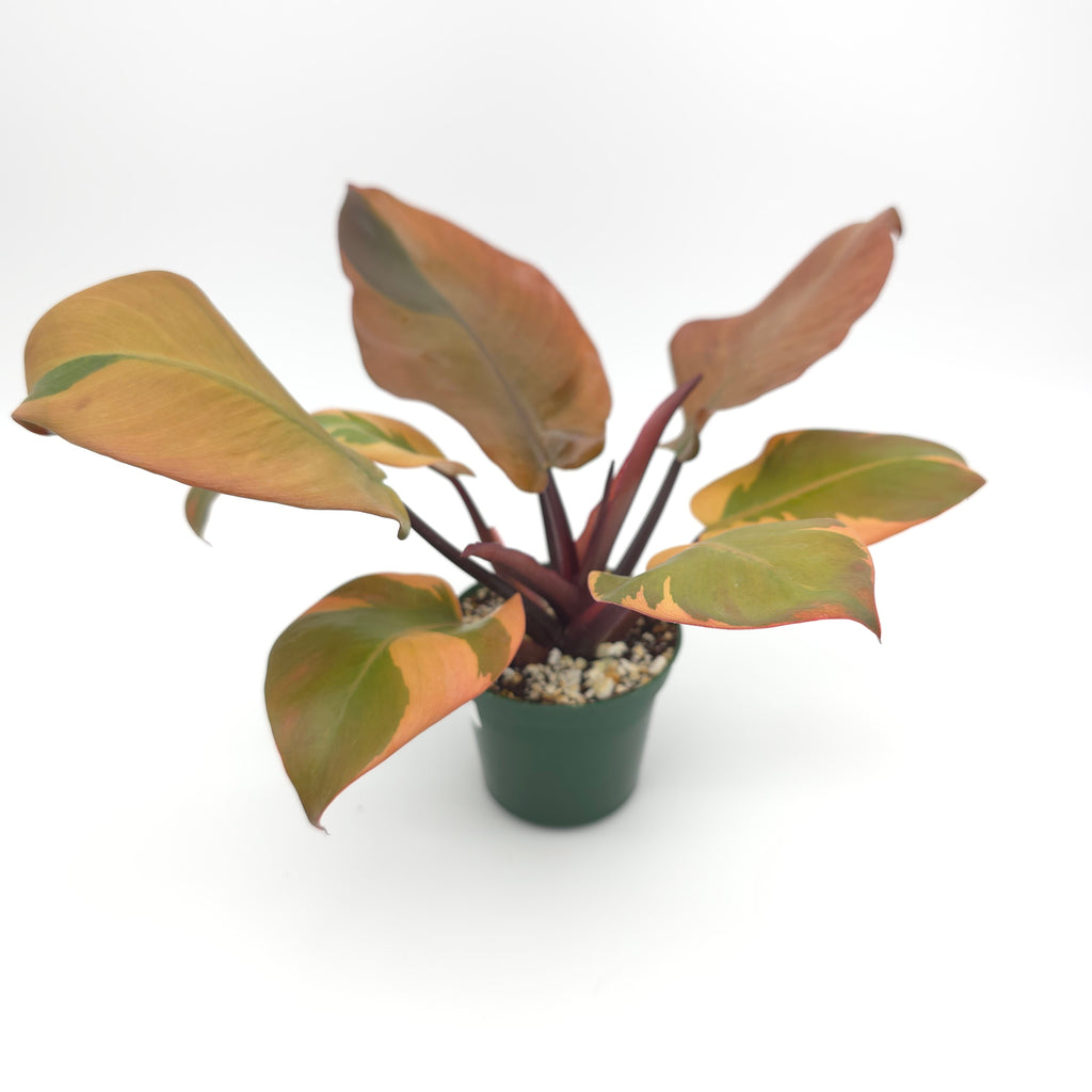 Philodendron Black Cardinal 391