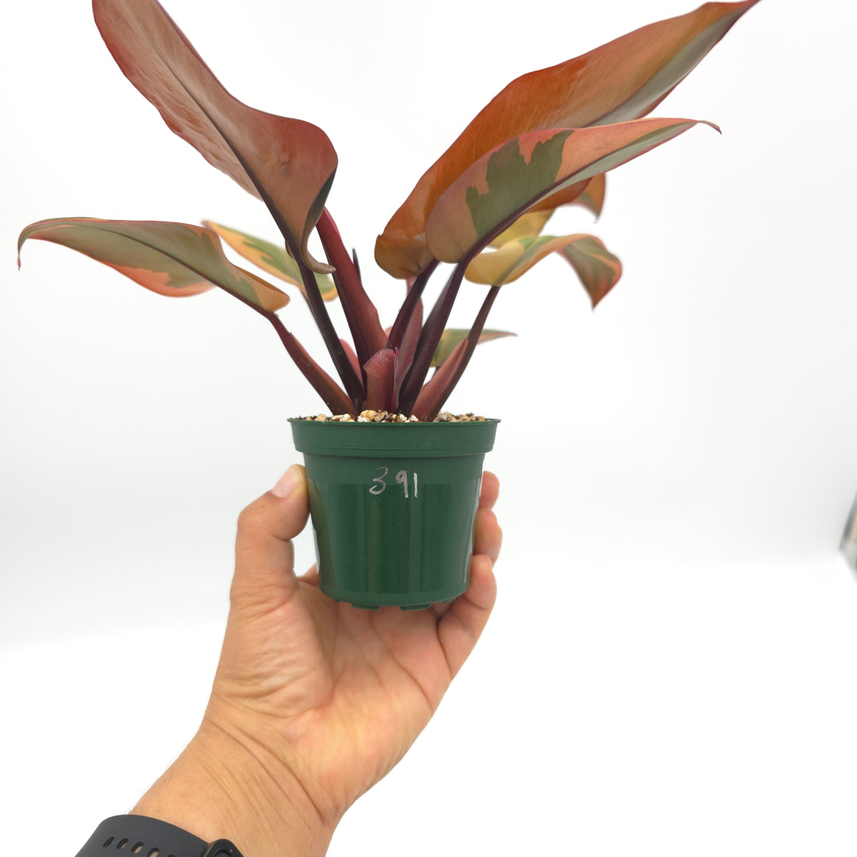 Philodendron Black Cardinal 391