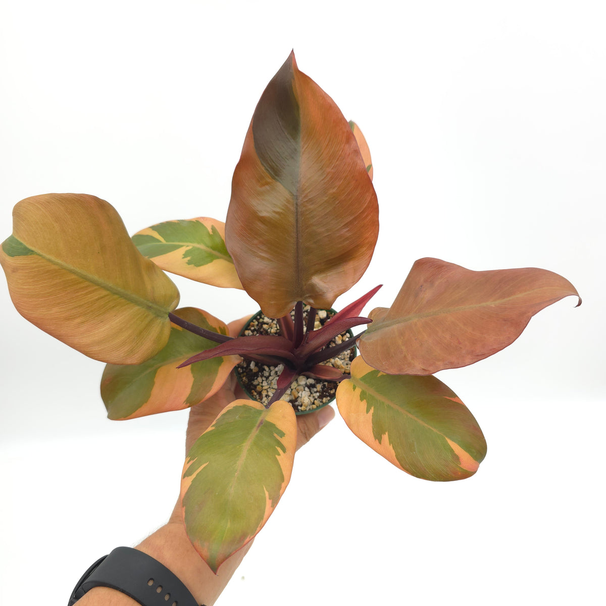 Philodendron Black Cardinal 391
