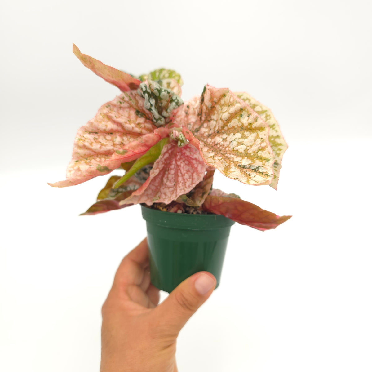 Begonia Snow Capped variegated 326