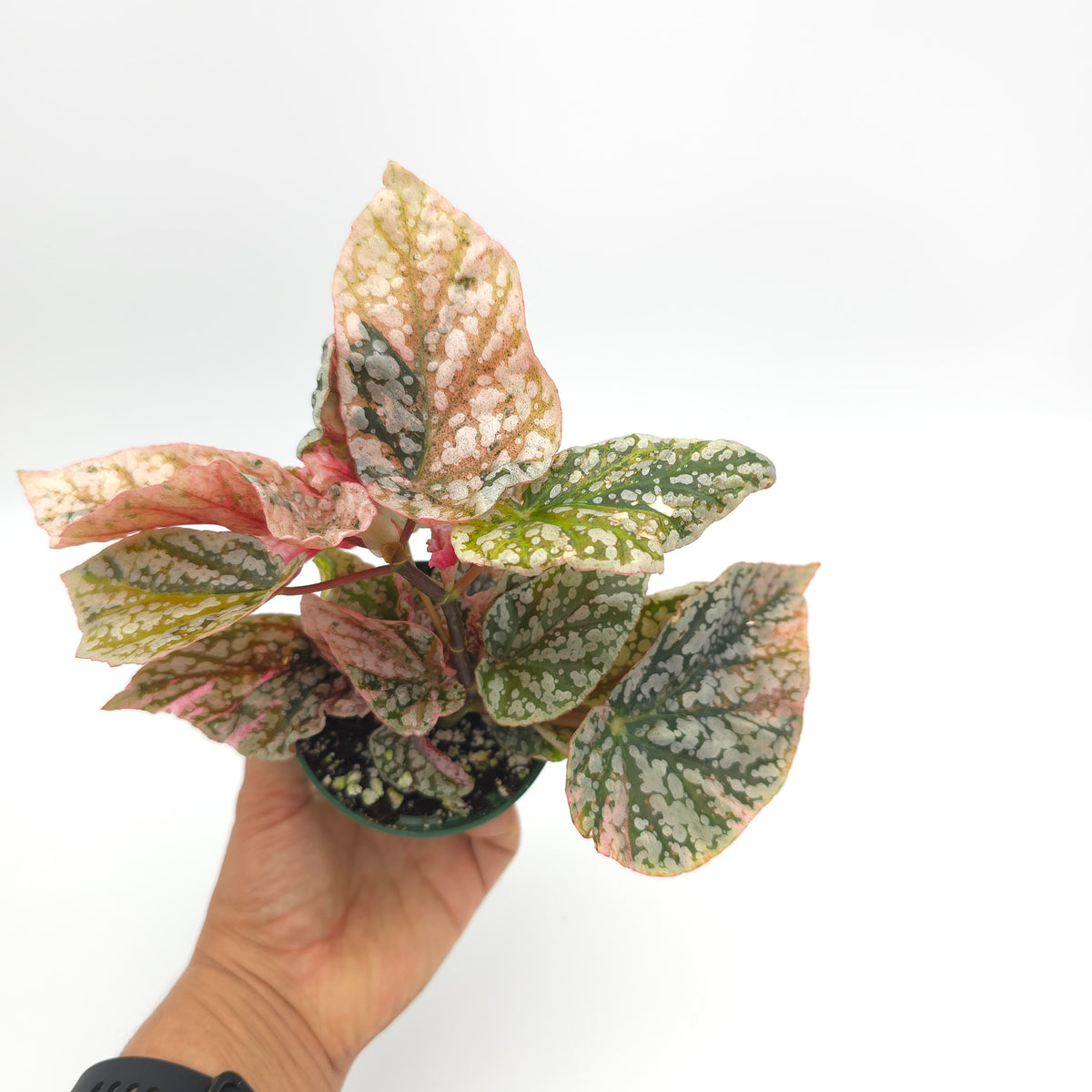 Begonia Snow Capped variegated 326