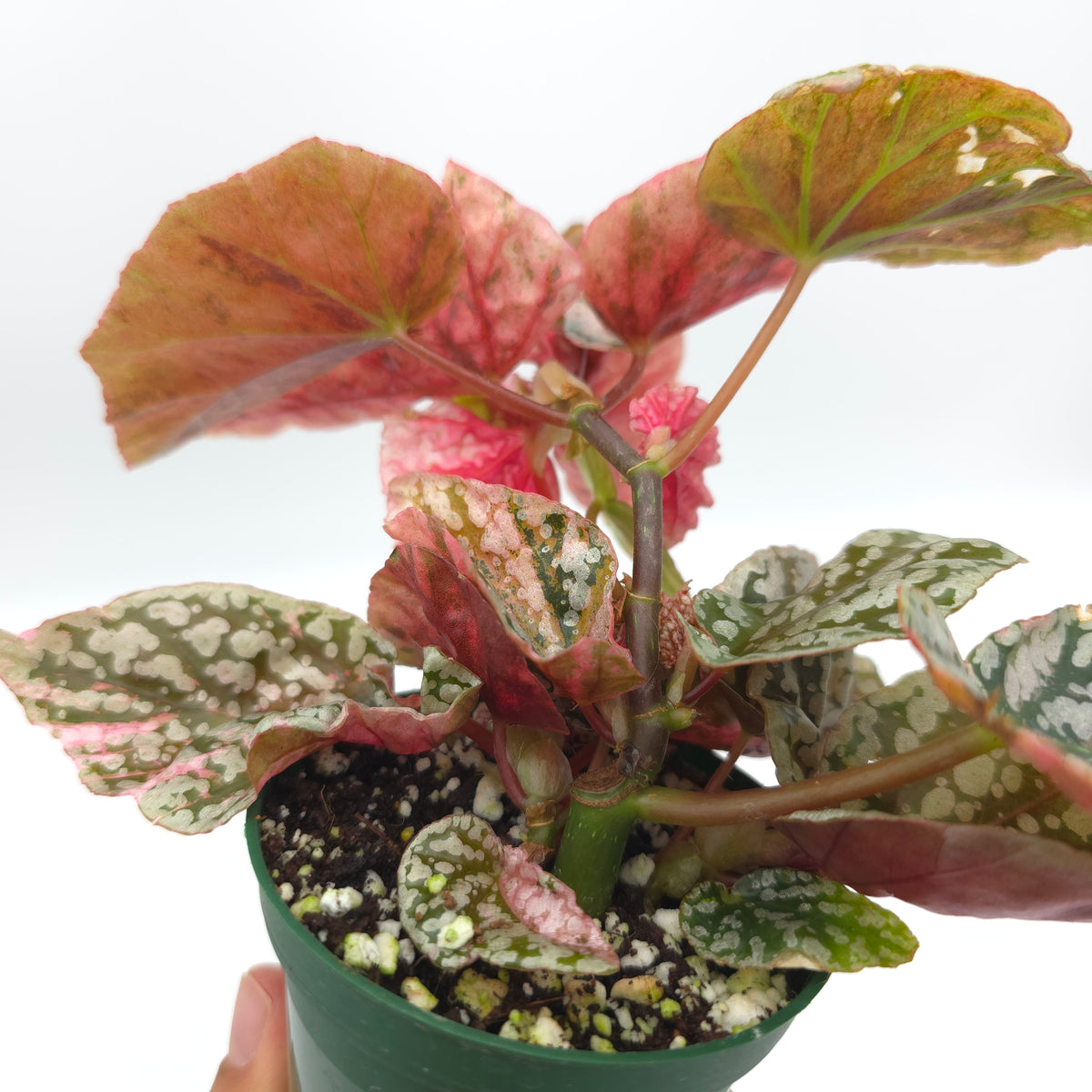 Begonia Snow Capped variegated 326