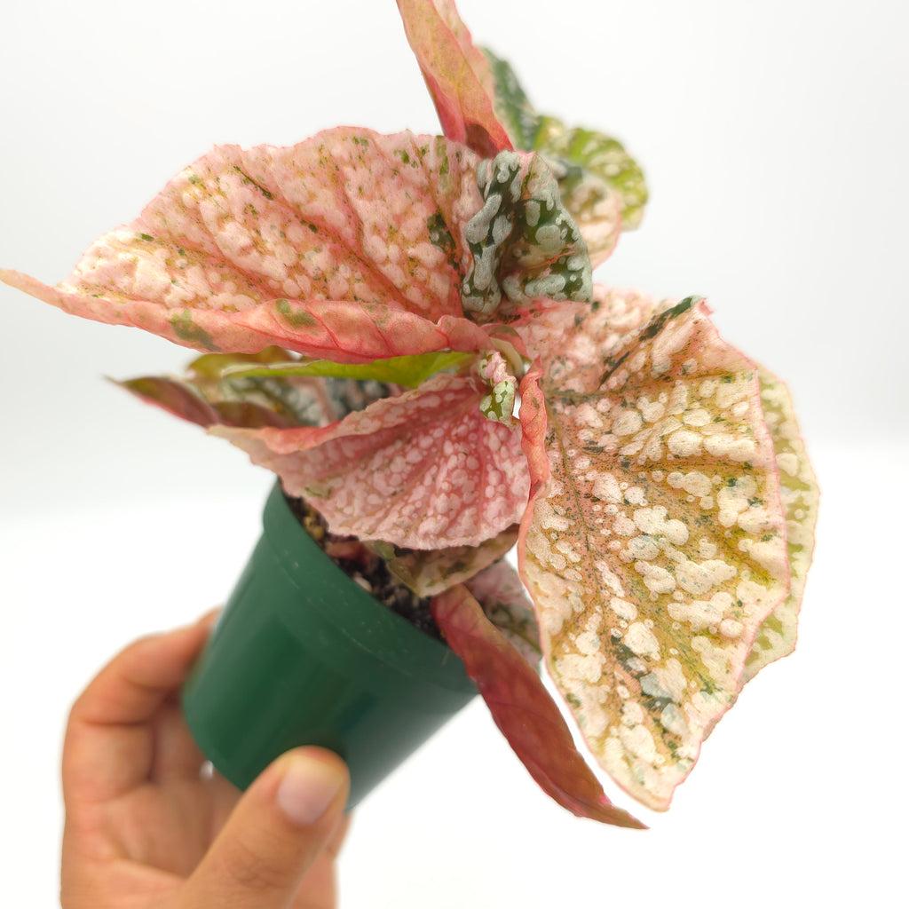 Begonia Snow Capped variegated 326