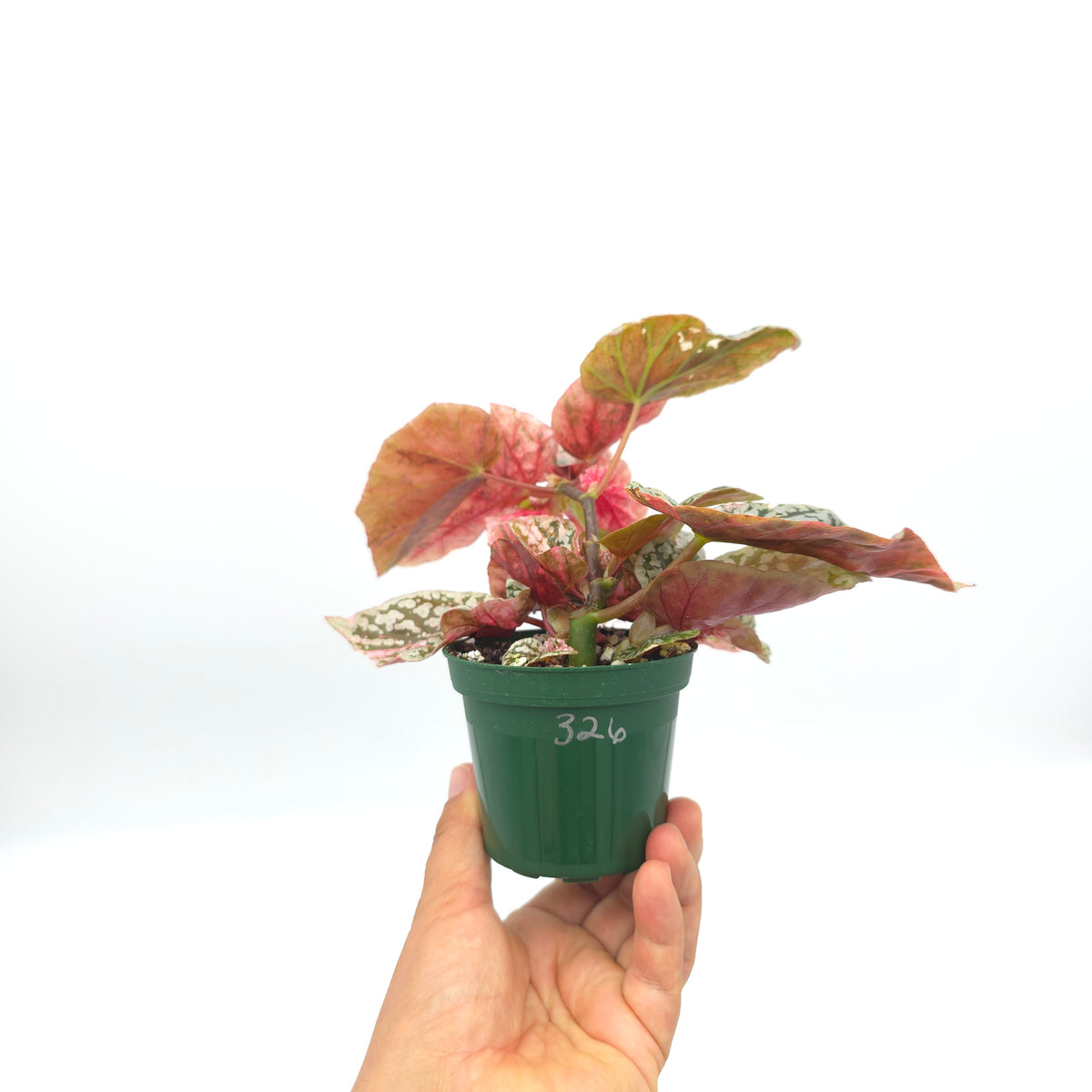 Begonia Snow Capped variegated 326