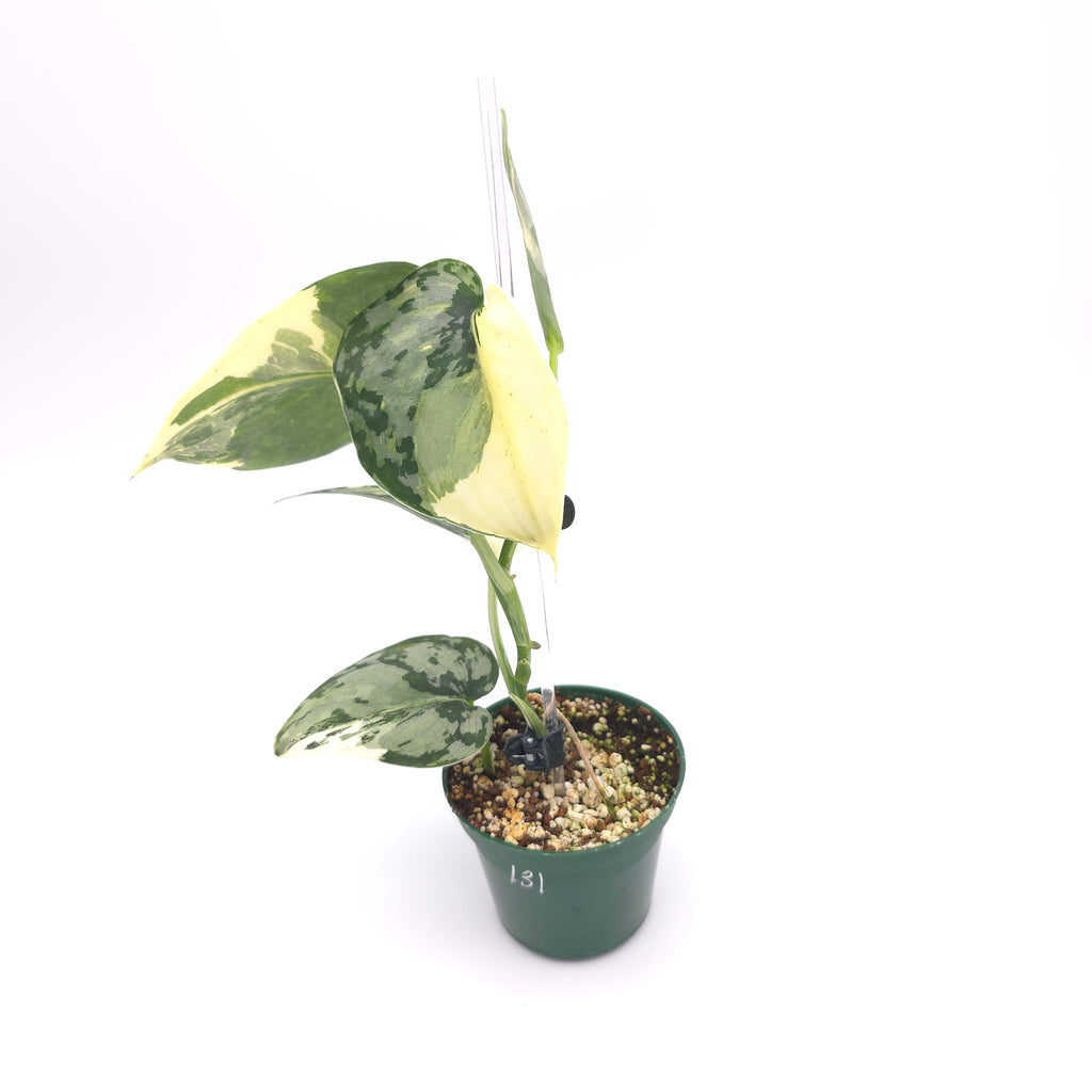Scindapsus Mariposa 131