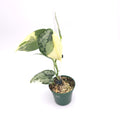 Scindapsus Mariposa 131
