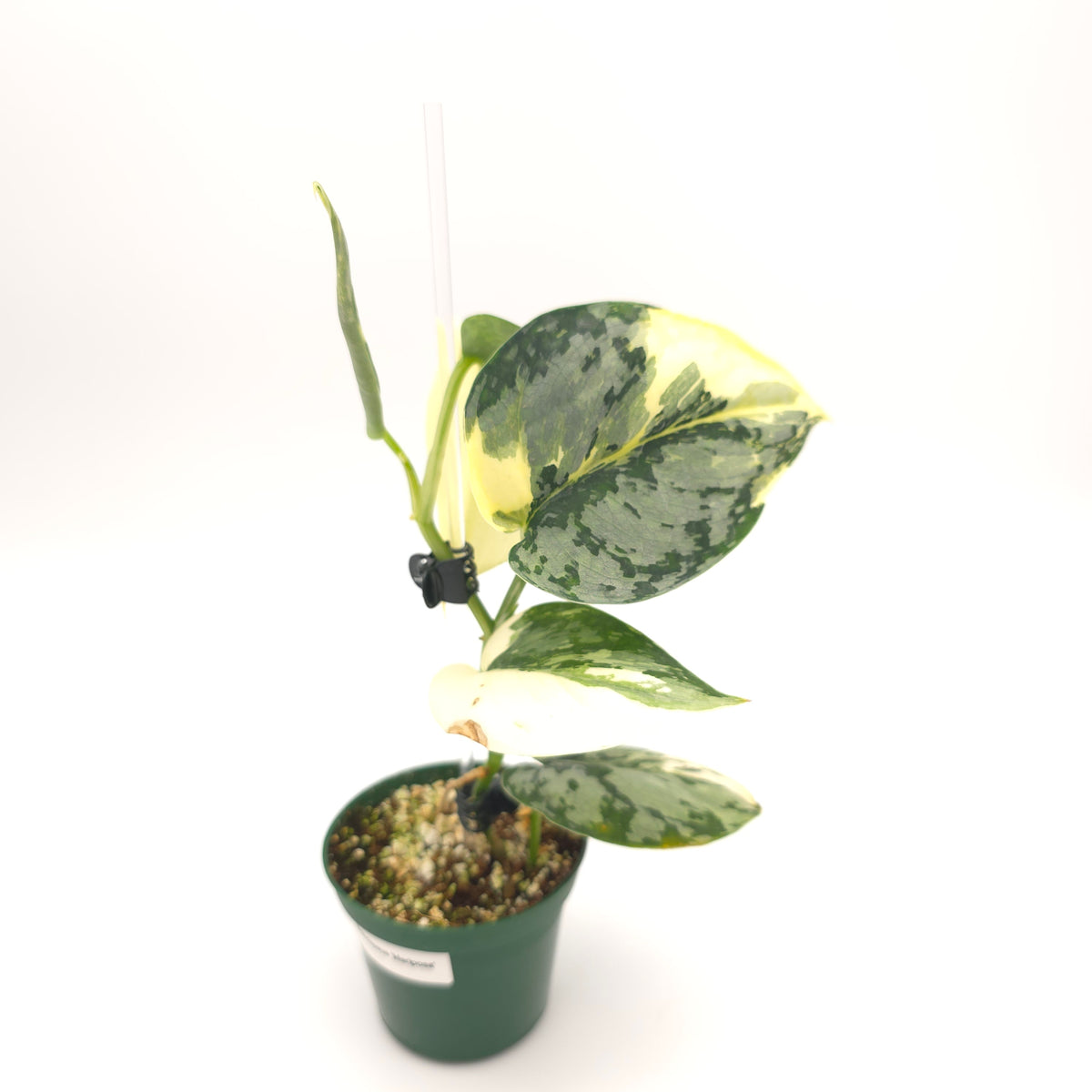 Scindapsus Mariposa 131