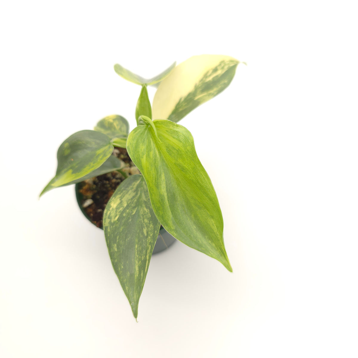 Philodendron Silver Sword variegated 676