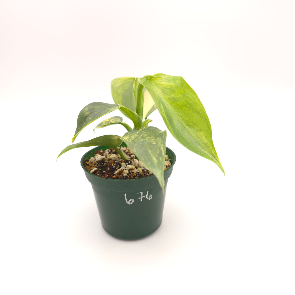 Philodendron Silver Sword variegated 676