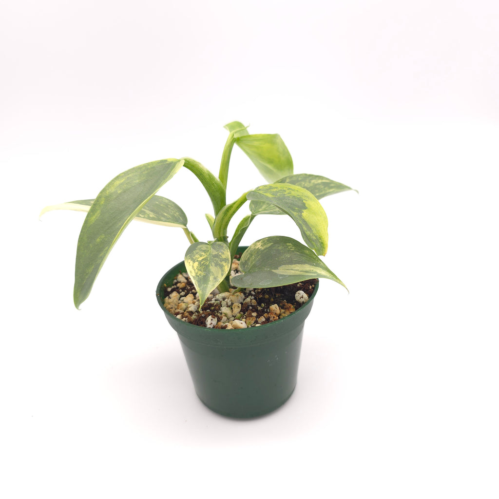 Philodendron Silver Sword variegated 676
