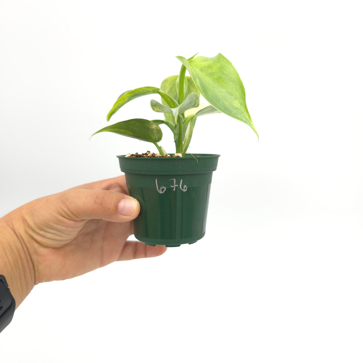 Philodendron Silver Sword variegated 676