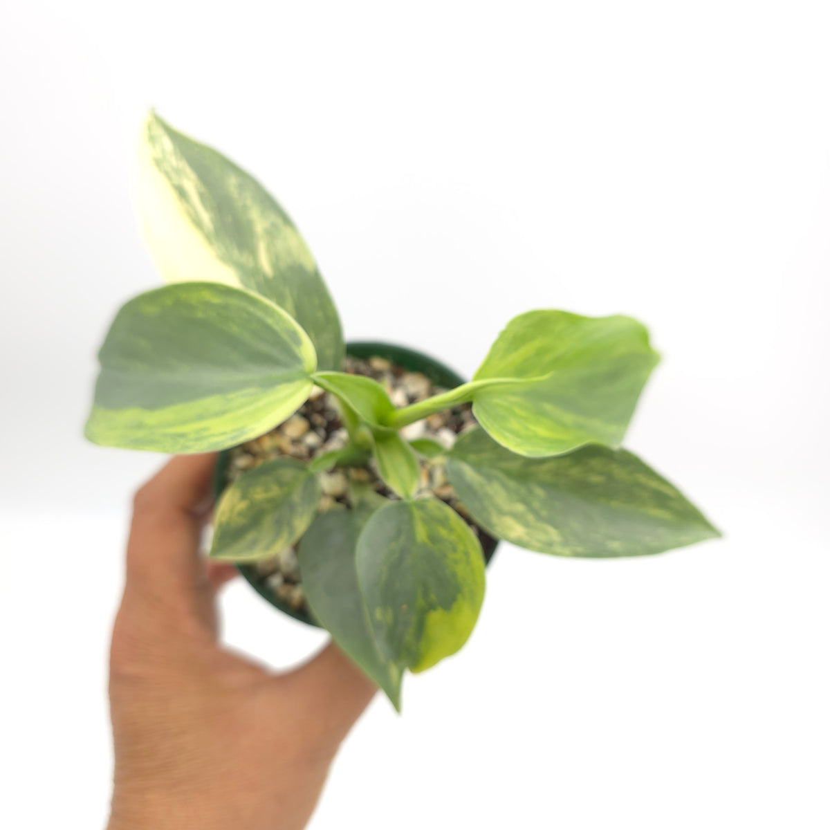 Philodendron Silver Sword variegated 676