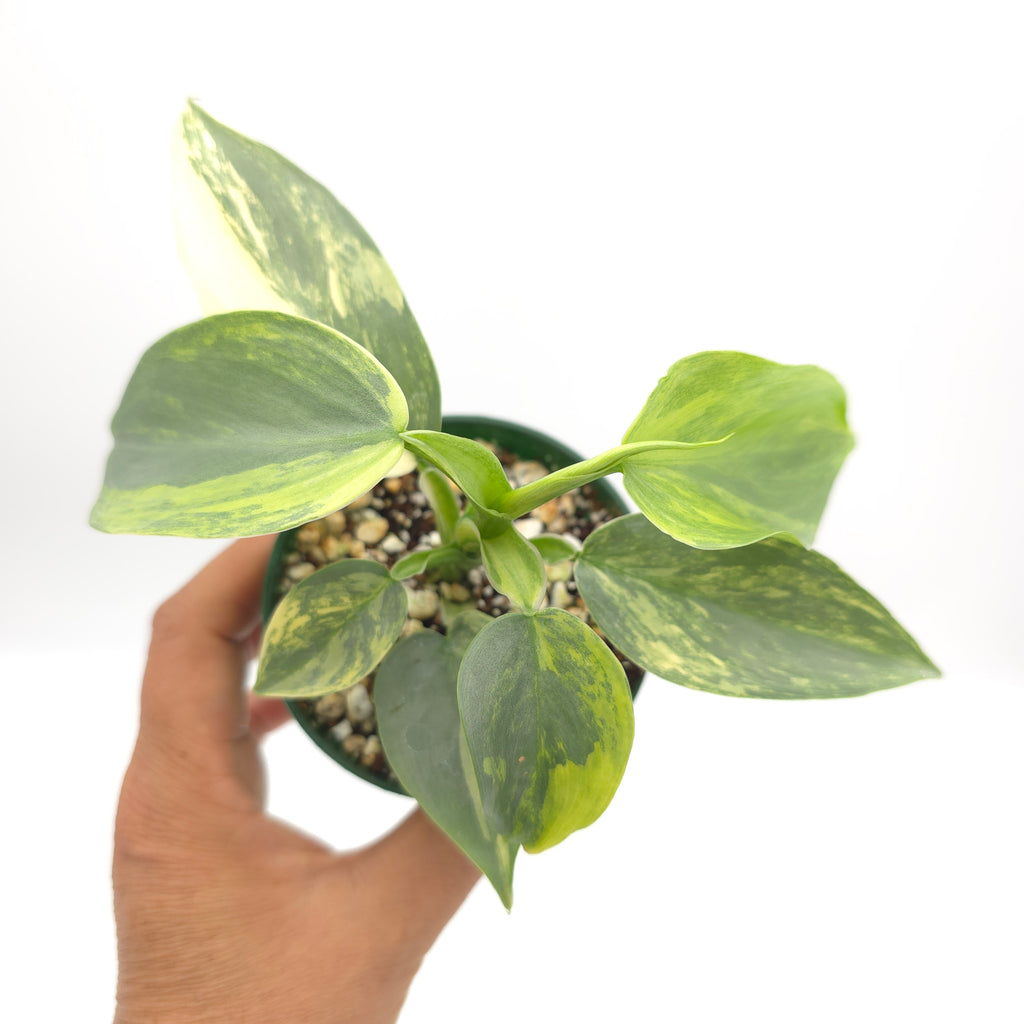 Philodendron Silver Sword variegated 676