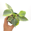 Philodendron Silver Sword variegated 676