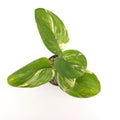 Scindapsus Moonlight Super Splash 650