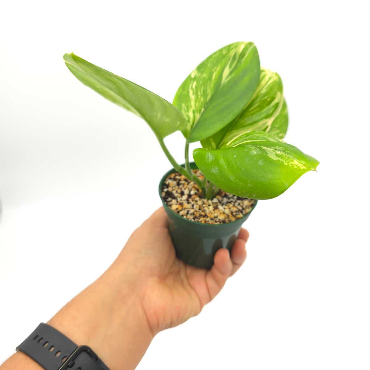 Scindapsus Moonlight Super Splash 650