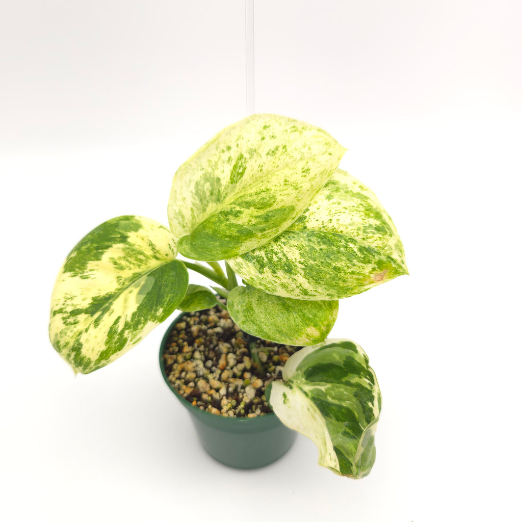 Scindapsus Marble Queen 218