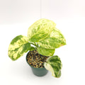 Scindapsus Marble Queen 218