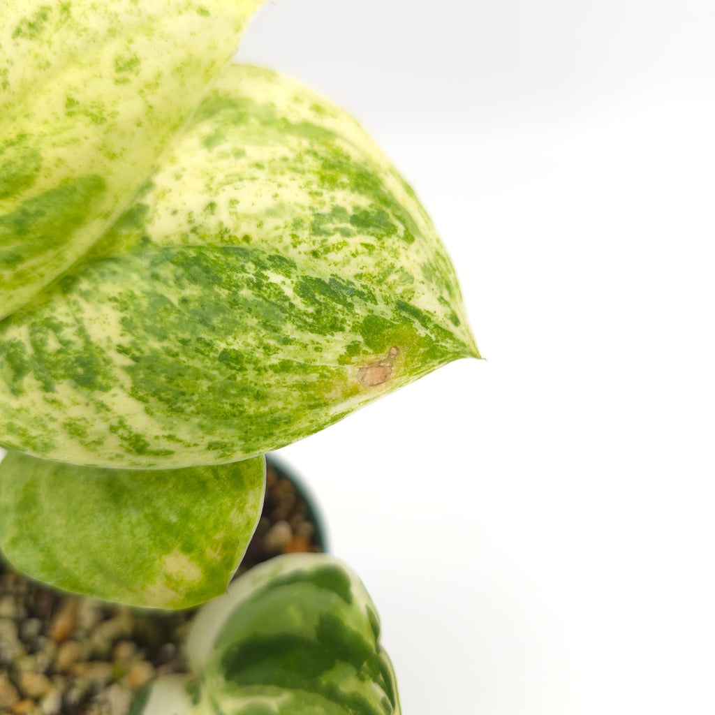 Scindapsus Marble Queen 218