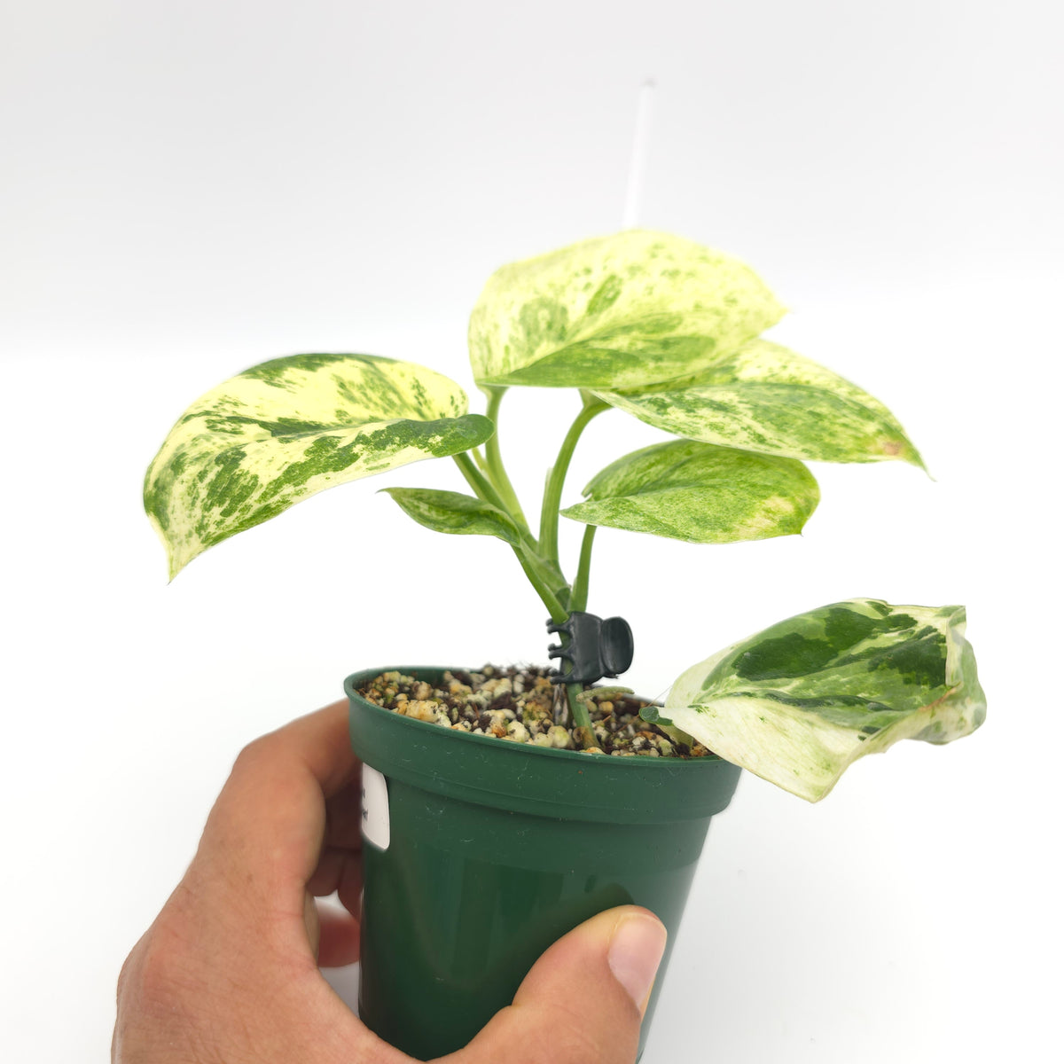 Scindapsus Marble Queen 218