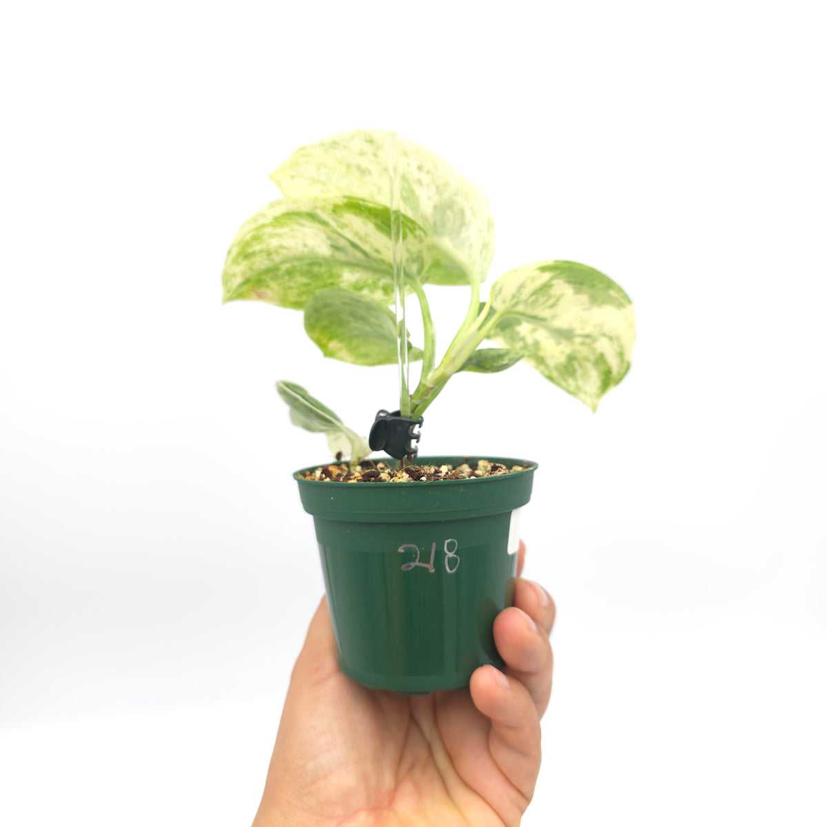 Scindapsus Marble Queen 218