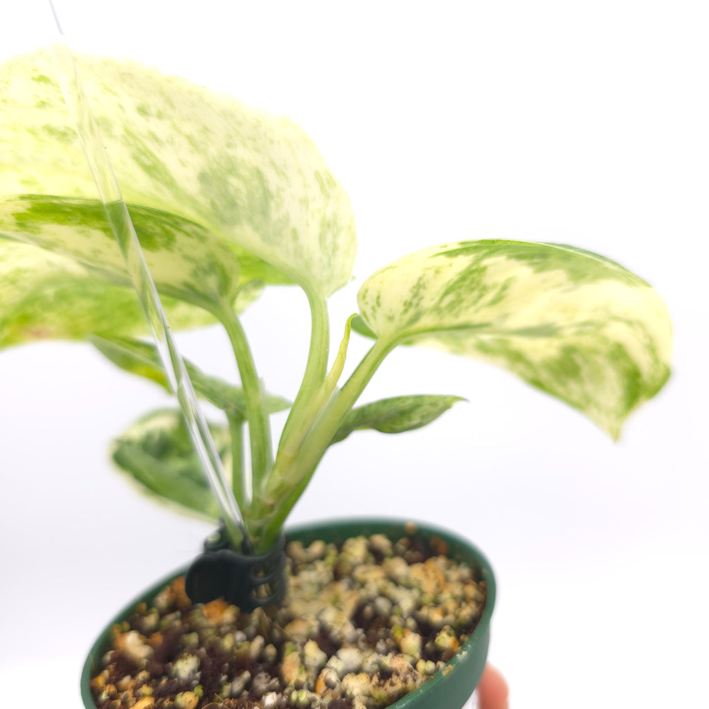 Scindapsus Marble Queen 218