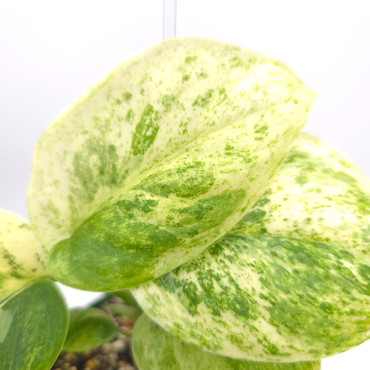 Scindapsus Marble Queen 218