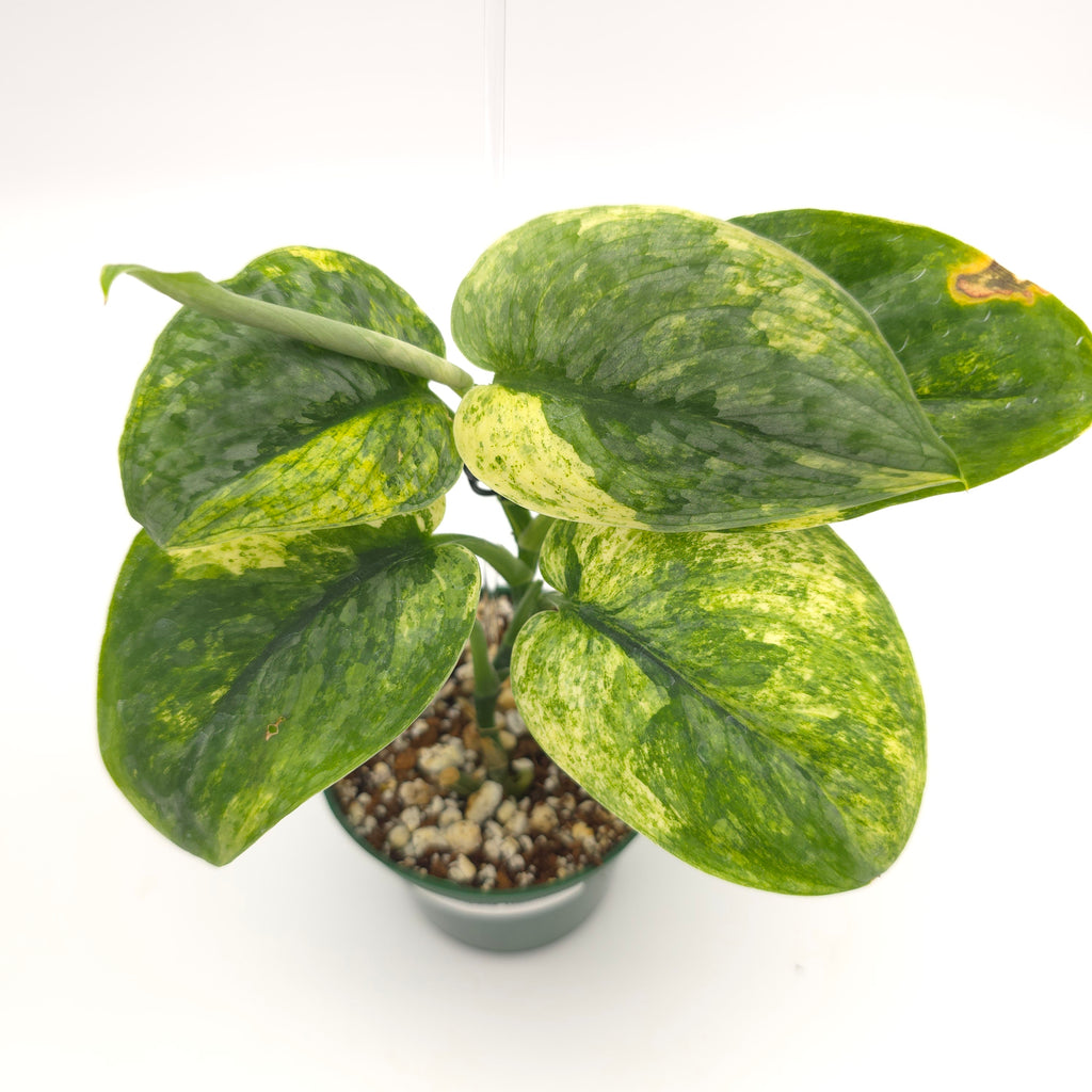 Scindapsus Halimoon 934