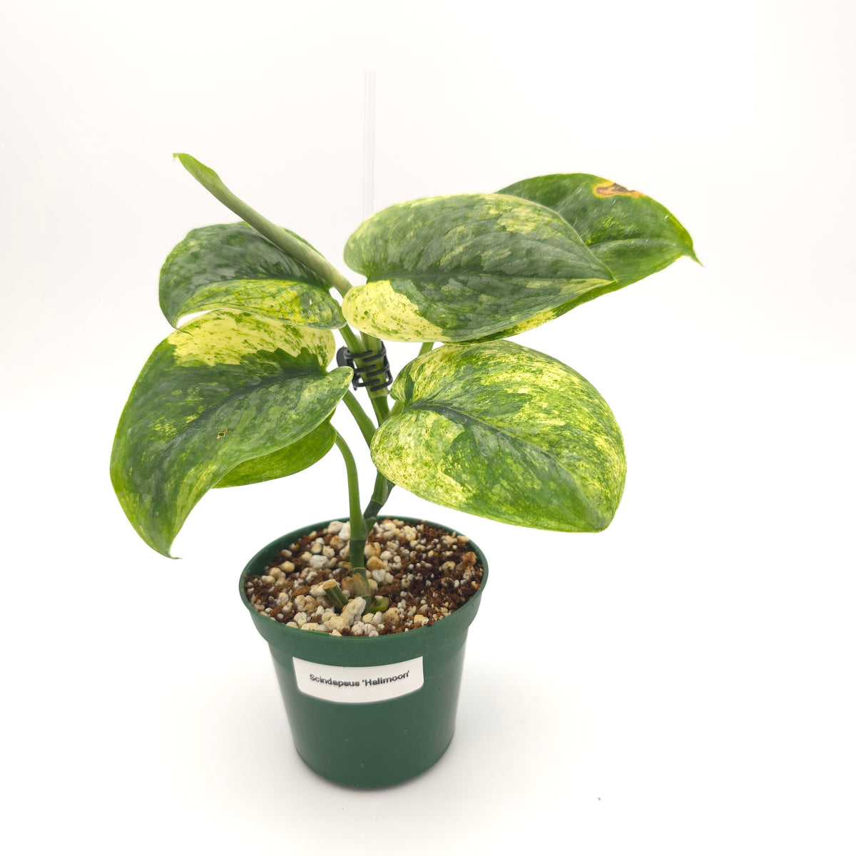 Scindapsus Halimoon 934
