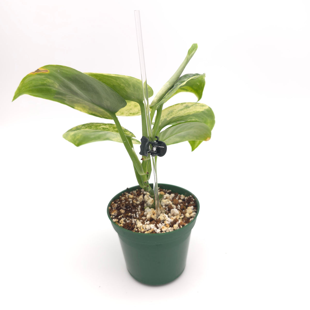 Scindapsus Halimoon 934
