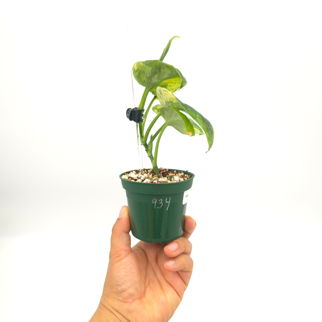 Scindapsus Halimoon 934