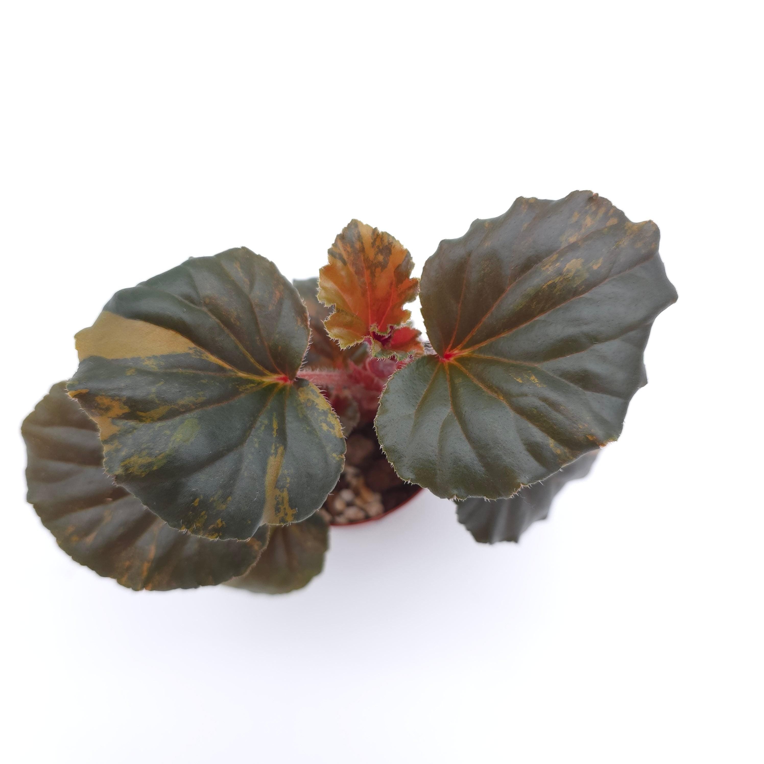 Begonia cucullata aurea variegata 3 inch pot Growers Choice