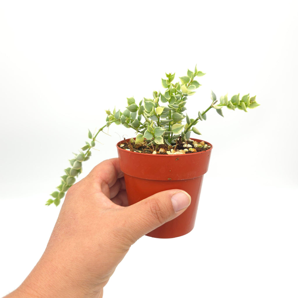 Dischidia ruscifolia variegata 3 inch pot Growers Choice